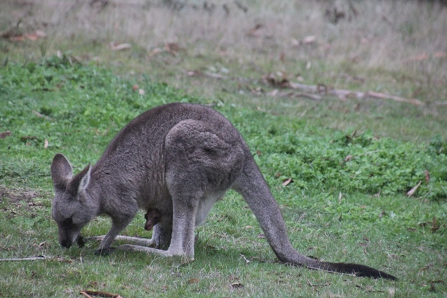 pink-faced-joey-peeks-from-beneath-female-kangaroo-