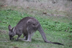pink-faced-joey-peeks-from-beneath-female-kangaroo-