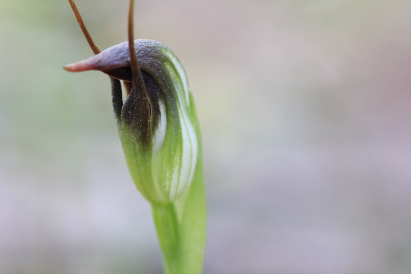 Maroonhood-orchid-showing-colouring-against-grey-background