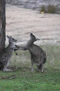 Male-kangaroo-displaying-mating-behaviour