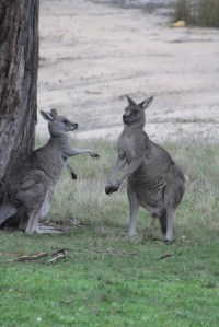 Female-kangaroo-displaying-mating-behaviour.