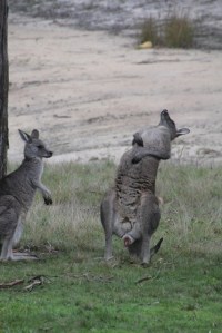 male-kangaroo-displaying-mating-behaviour