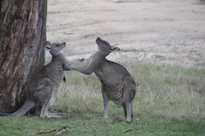 male-and-female-kangaroo-displaying-mating-behaviour