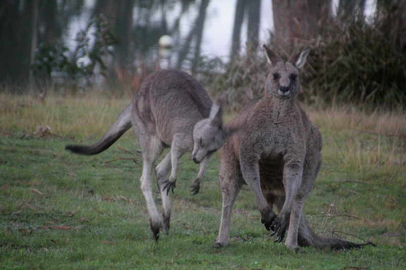 male-and-female-eastern-grey-kangaroo