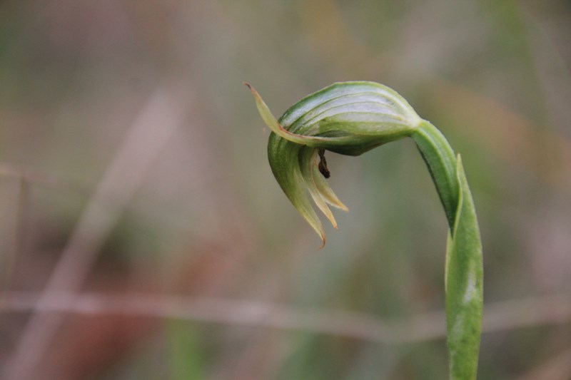 Sharp Greenhood (Pterostylis X&nbsp;ingens)