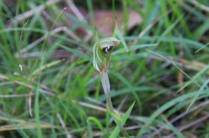 Trim-Greenhood-Growing-on-grass