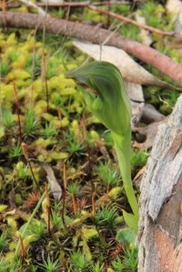 Blunt-Greenhood-with-moss-seed-deads