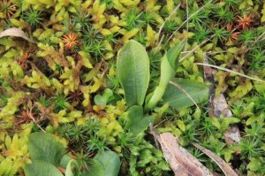 emerging-greenhood-orchid-growing-in-colourful-textured-moss