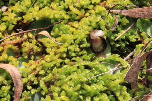 Helmet-orchid-flower-and-leaves-in-lush-deep-moss