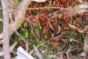 tiny-flowering-moss-with-red-and-green