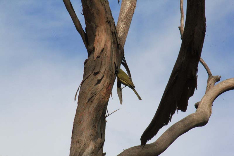 White-EAred-Honeyeater-searching-for-insects-beneath-bark