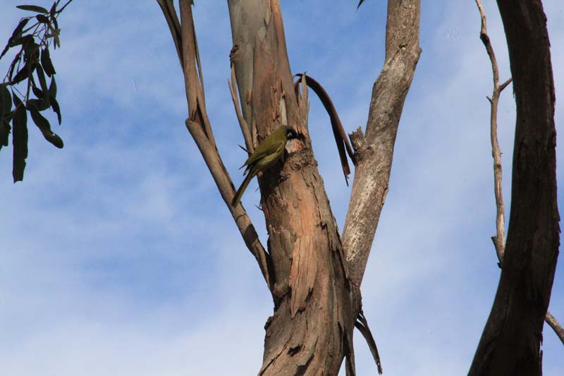 White-Eared-Honeyeater-searching--for-food-in-tree-bark