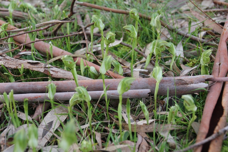 A Gallery of Winter&nbsp;Flowers