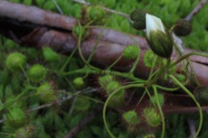 Climbing-Sundew-with-Opening-Flower-Bud