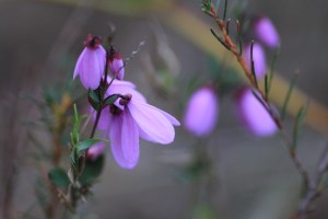 Pink-Bells-Flowers-macro-photo