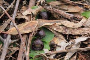 Three-slaty-helmet-orchids-among-fallen-leaves