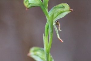 Macro-close-up-of-Tall-Greenhood-flower