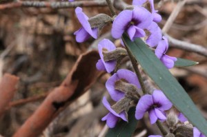 purple-pea-flower-common-hovea