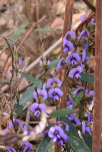 purple-flowering-common-hovea-plant