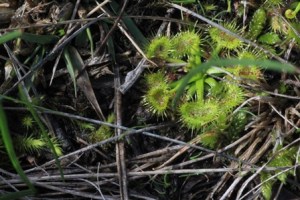Leaf-rosette-Drosera-