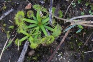 Leaf-rosette-Drosera-