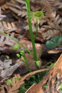 Drosera-peltata-leaves