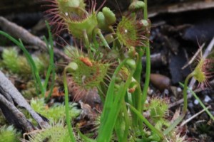 Shield-shaped-leaf-ofTall-sundew