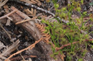 Drosera-plant-with-shield-shaped-leaves