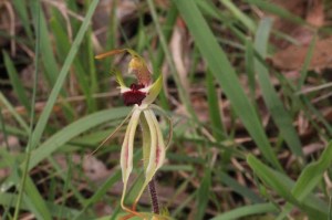 small-spider-orchid-with-grass-in-background