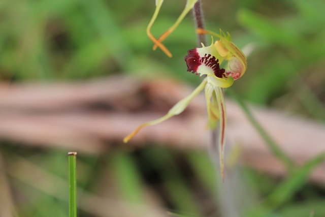 Small Spider-orchid (Caladenia&nbsp;parva)