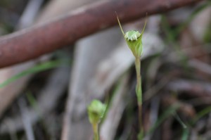 Striped-Greenhood-showing-front view-set-against bark.