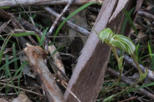 Front-and-side-view-of-striped-greenhood