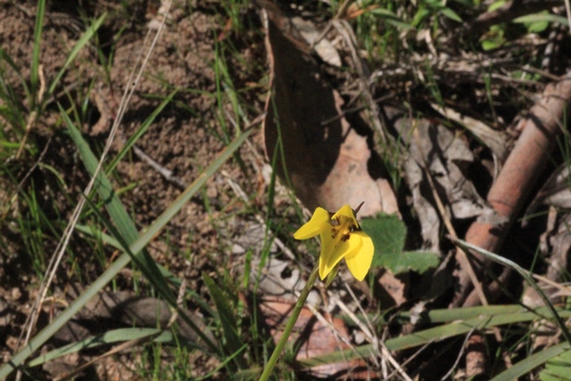 Golden-Moth-Orchid--growing-in-grass-and-leaf-litter