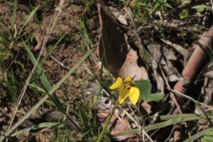 Golden-Moth-Orchid--growing-in-grass-and-leaf-litter