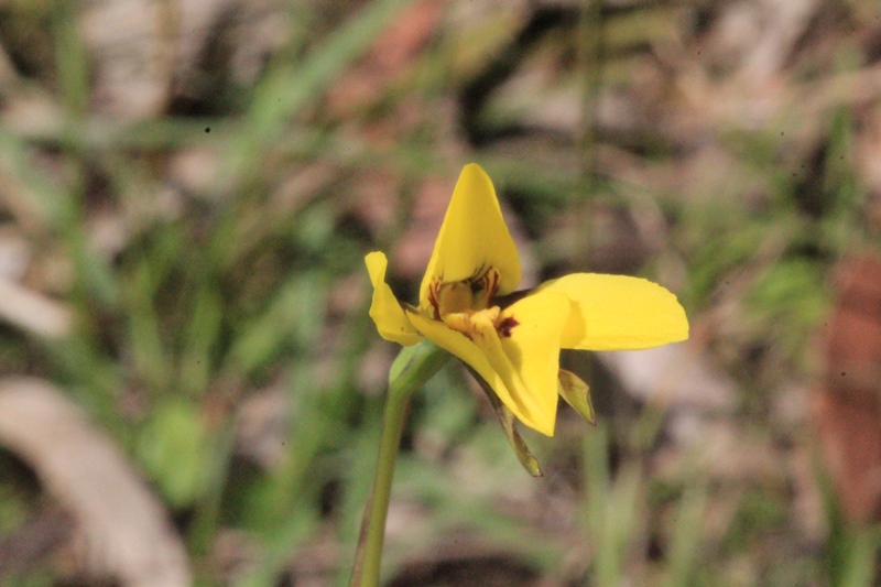Golden Moth Orchid (Diuris&nbsp;chryseopsis)