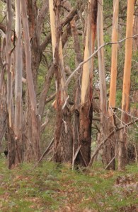 tree-trunks-in-bush-with-bark-strips-hanging-