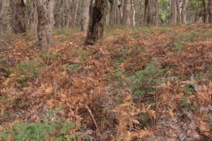 bushland-in-summer-with-brown-bracken