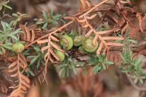 tea-tree-and-dry-bracken