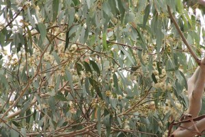 Flowering-eucalypt-with-white-flowers