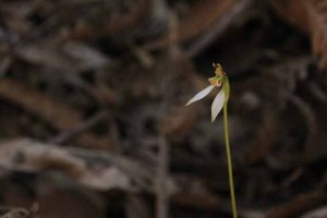 parsons-Bands-Orchids-