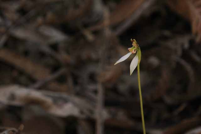 Orchid Season Starts Again: Parsons&nbsp;Bands