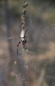 Large-spider-with-red-legs