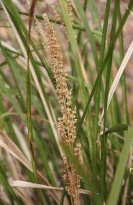 spiny-headed-lomandra-flowers