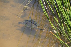 turtle-swimming-beneath-water