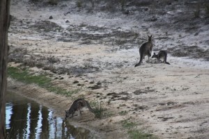 Kangaroos-drinking-from-the dam