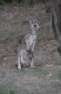 Eastern-Grey-Kangaroo-with-joey