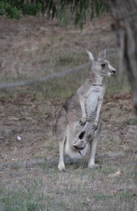 Eastern-Grey-Joey-in-pouch-with-open-pouch