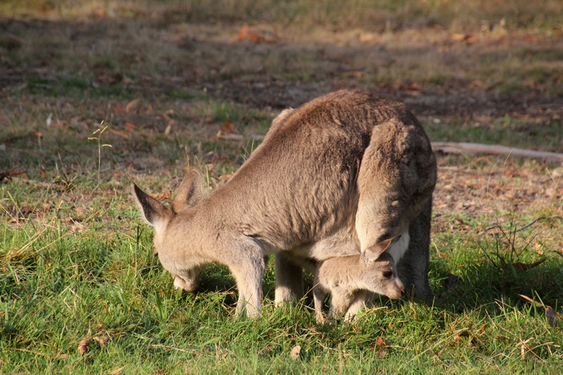 joey-in-pouch-looking-back-behind-mum
