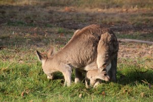 joey-in-pouch-looking-back-behind-mum