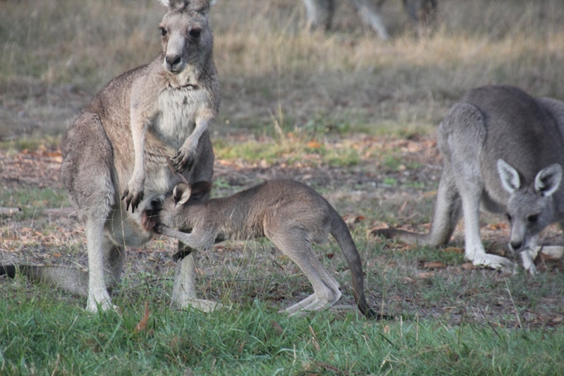 Joey-putting-head-inside-pouch